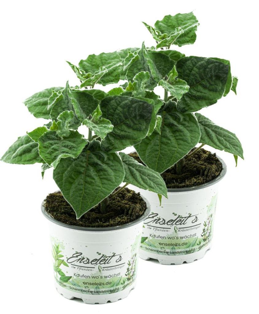 Enseleits 2er Set Andenbeere (Physalis peruviana), frische Kapstachelbeere Pflanze