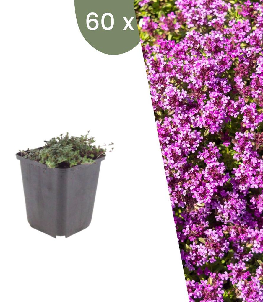 Planten van Frank | 60 stukken Kriechthymiaan 'Coccineus' | Productafbeelding 