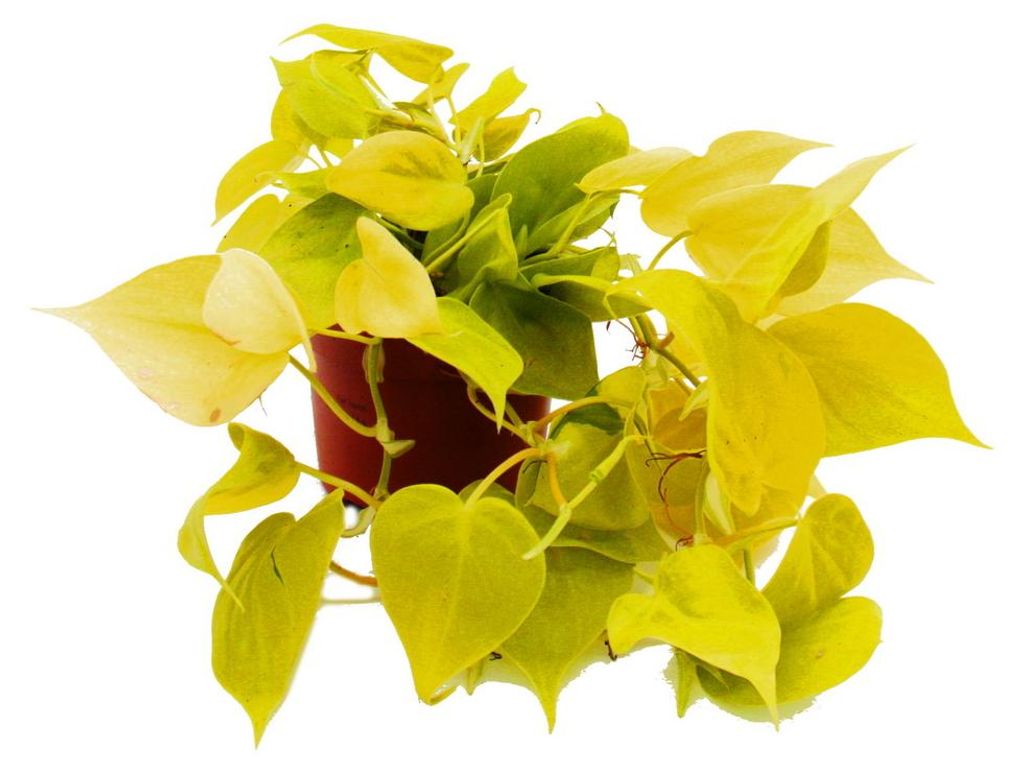 Philodendron scandens Lime - žlutozelený popínavý stromek - Obrázek produktu 