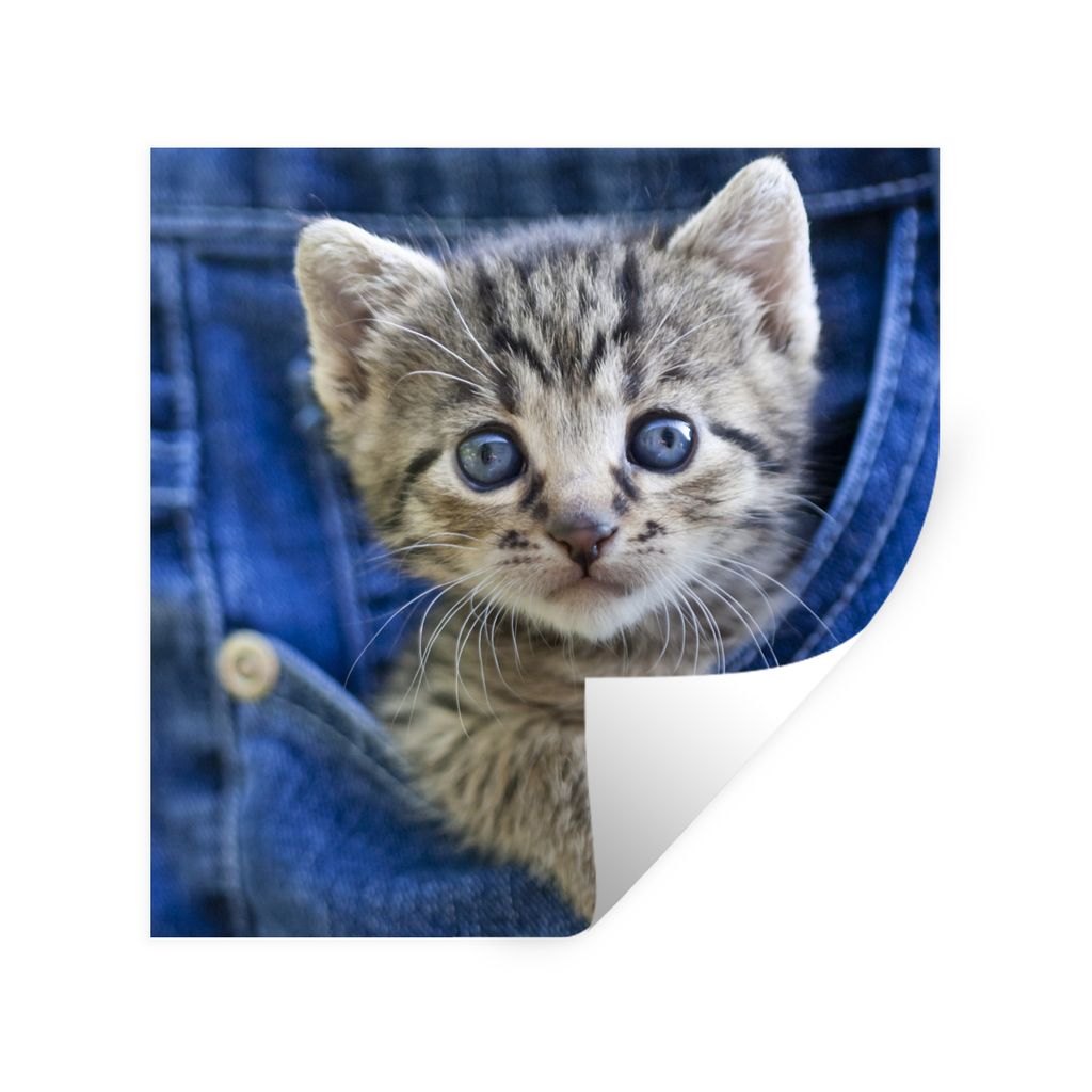 MuchoWow Wandtattoo Wandsticker Wandaufkleber Ein Kätzchen in Denim-Jeans 100x100 cm Selbstklebend und Repositionierbar - Wierderverwendbar - Se...
