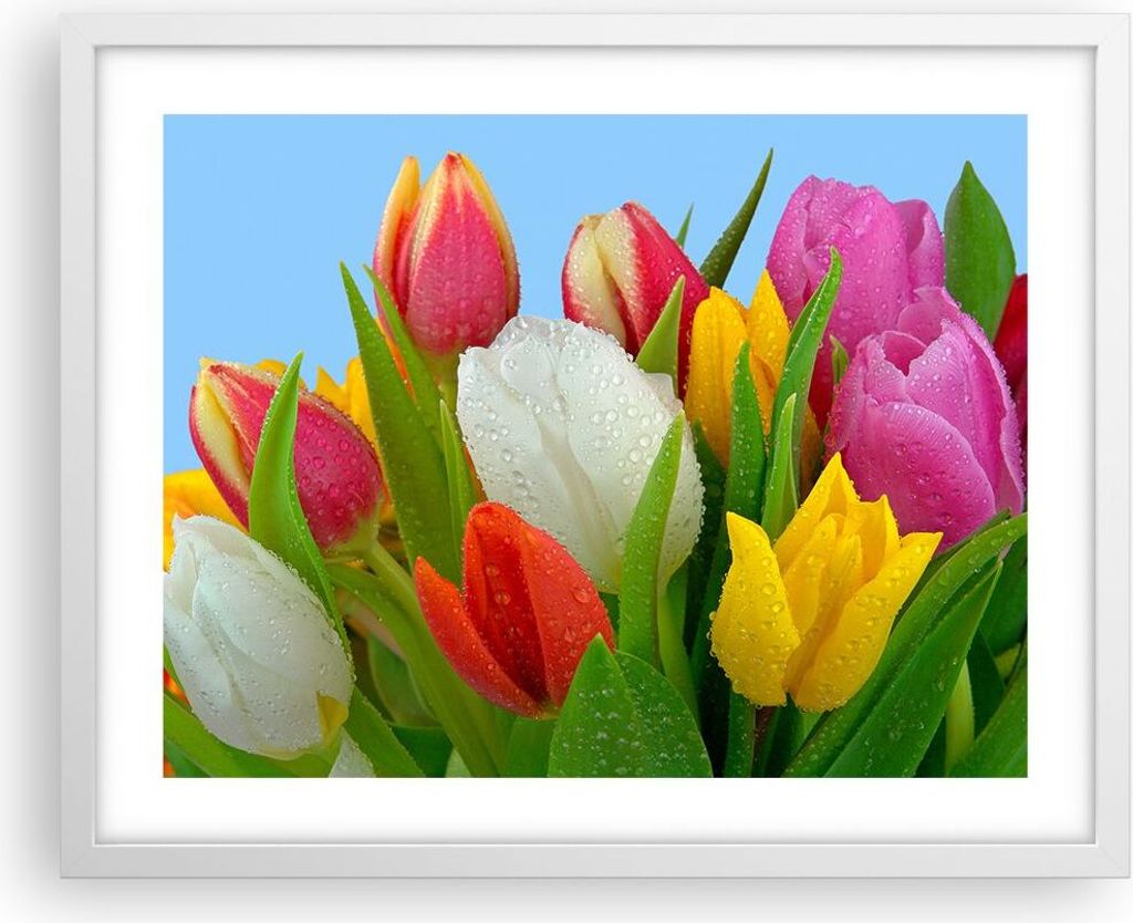 Gerahmtes Poster - Weißer Rahmen - Tulpen Blumenstrauß Blumen Tau - 50x40 cm - Wand Bild - Wanddeko - Wandbilder - Wandposter - Bilderrahmen - Bi...