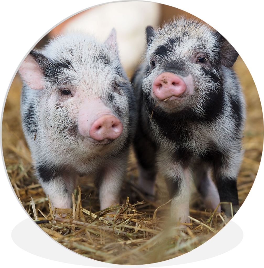MuchoWow Rundes Wandbild - Runde Bilder Schwein - Tiere - Ferkel Ø 90 cm Kreis Wanddekoration Kunststoff - Wandkreis - Wandschmuck - Wand-Kreis ...