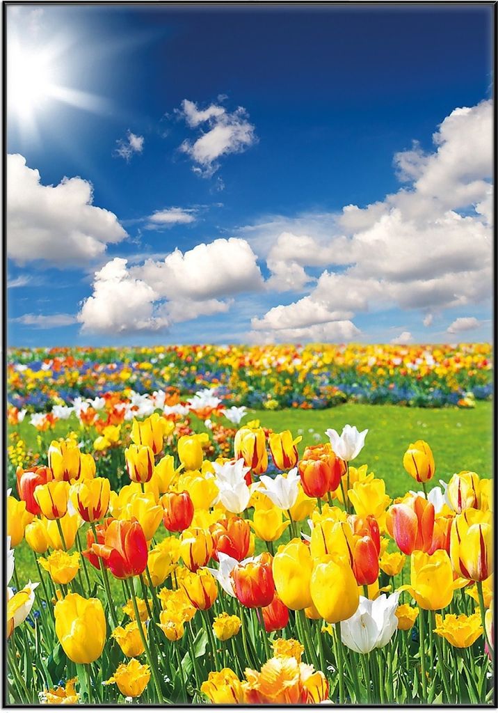 Wallario Wandbild Tulpenwiese unter blauem Himmel, Größe: 70,30 x 100,30 cm, Poster mit schwarzem Aluminiumrahmen