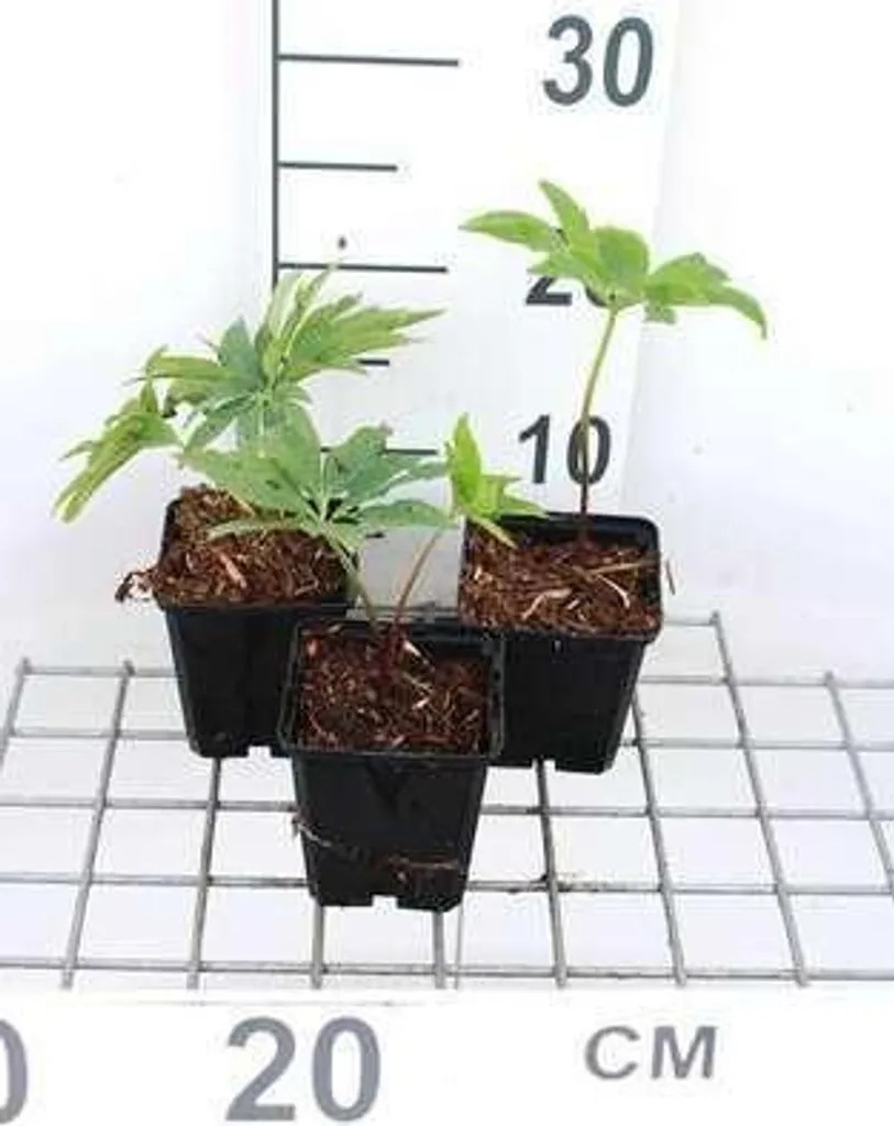 Hellébore Pourpre Résistant - Lot de 6 Plants en Pot 9cm Haute Qualité