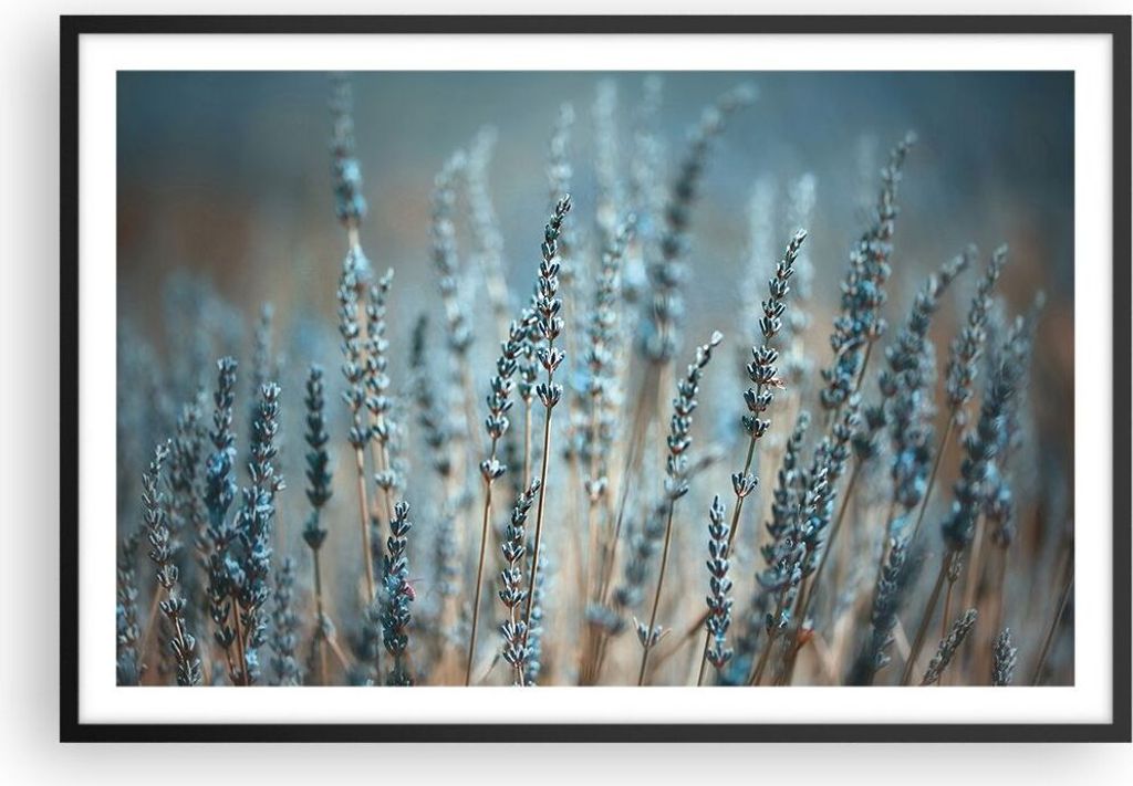 Gerahmtes Poster - Schwarzer Rahmen - Lavendel Klinge Blume - 91,5x61 cm - Wand Bild - Wanddeko - Wandbilder - Kunstposter - Wandposter - Bilderrah...