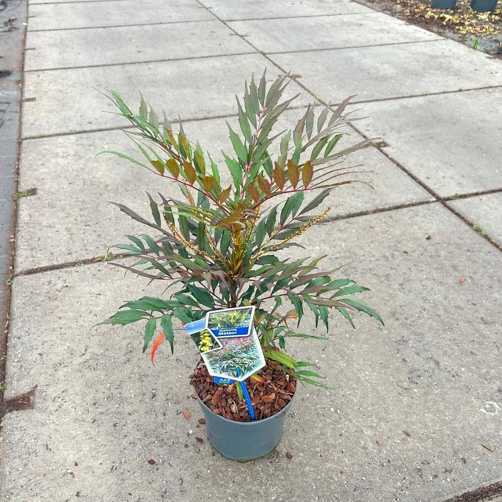 Mahonia eurybracteata Meteor Hillmah PBR arbuste de 40-50 cm en pot