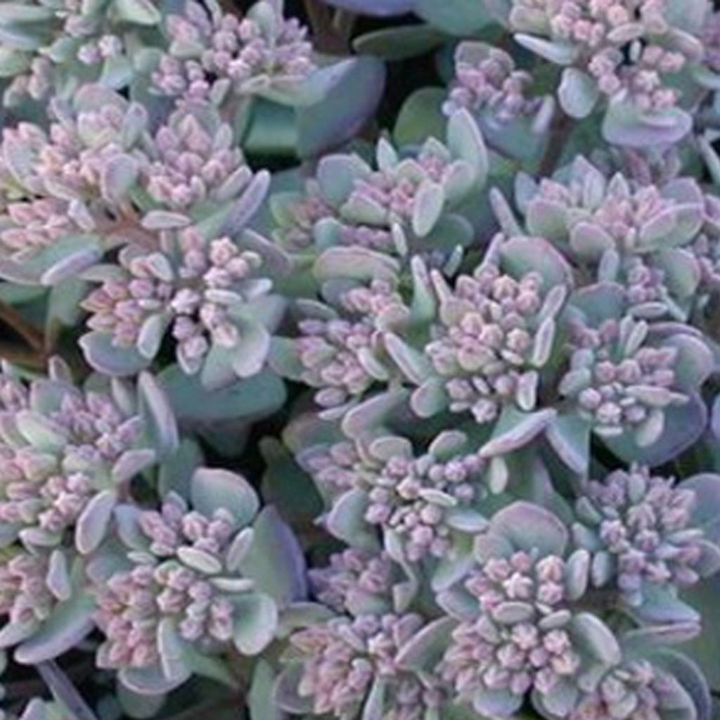 6 x rozchodník  - Sedum cauticola 'Lidakense'  | Kvetináč 9 Obrázok produktu 