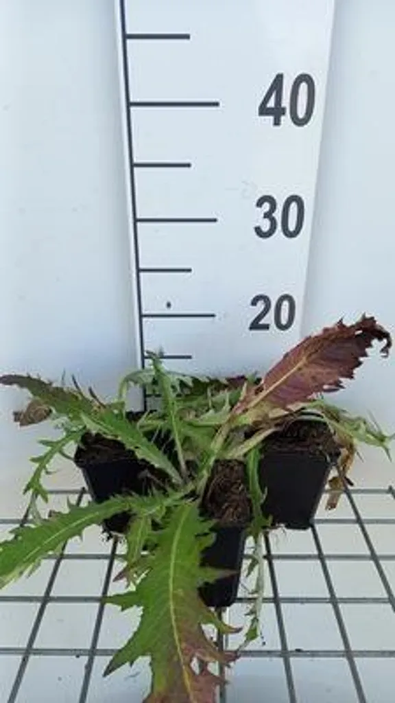 Cirsium rivulare bleu intense Trevor's Blue Wonder - 6 plants en godets