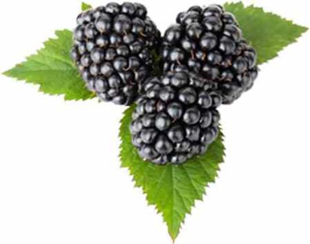 Three blackberries are shown on green leaves against a white background.