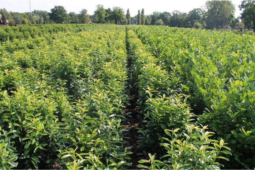 Kirschlorbeer Prunus Elly 140-160 cm, 7x Heckenpflanze