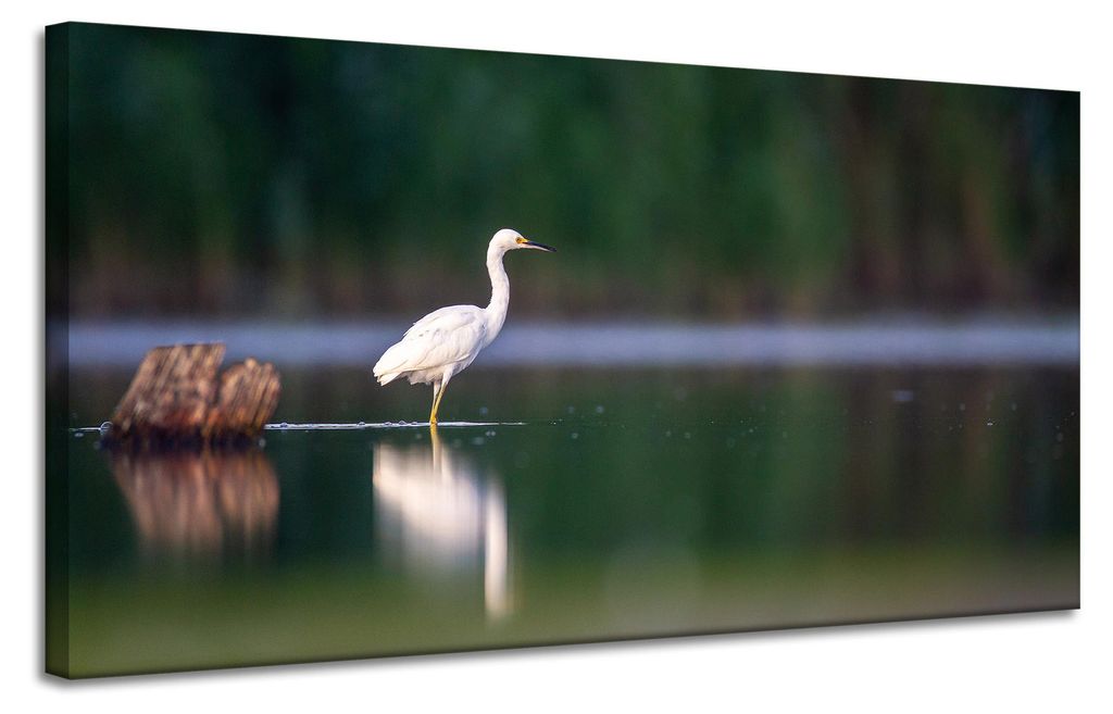 Leinwanddruck Tiere Weißer Reiher 120x60 cm