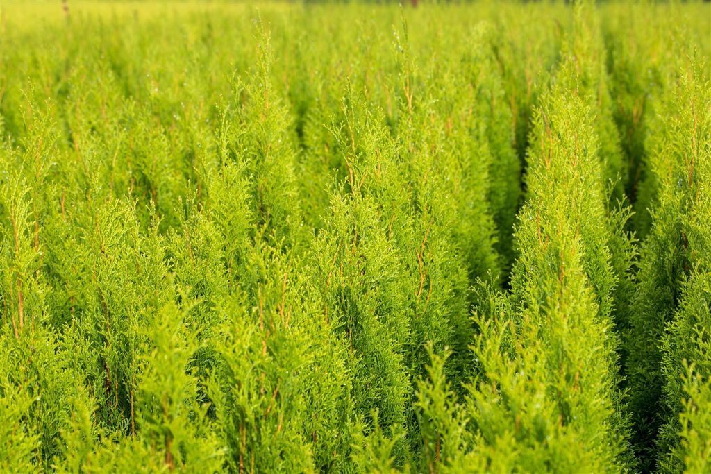 Thuja occidentalis 'Brabant', Lebensbaum, grün, 80–100 cm Produktbild 11
