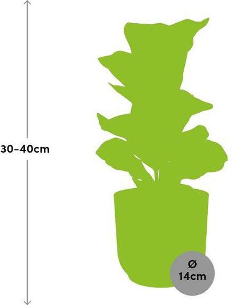 Geigenfeige Ficus Lyrata Bambino im rosa Topf Ø14cm Zimmerpflanze pflegeleicht