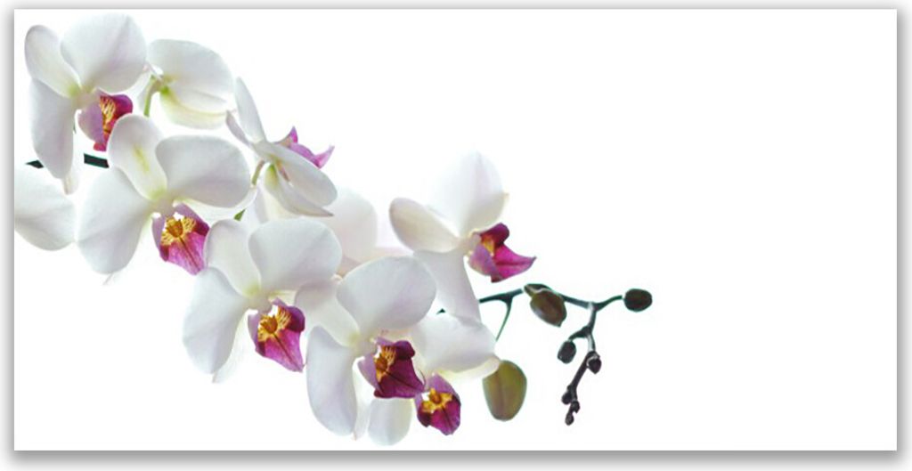 Tulup Leinwand-Bilder 120x60 Wandbild Canvas Kunstdruck Blumen Pflanzen