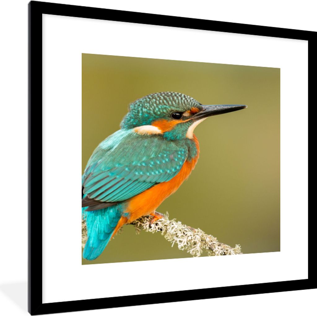 MuchoWow Gerahmtes Poster Eisvogel - Tiere - Vogel 40x40 cm - Poster mit Schwarzem Bilderrahmen Wandposter Rahmen Foto Bilder - Poster - Plakat i...