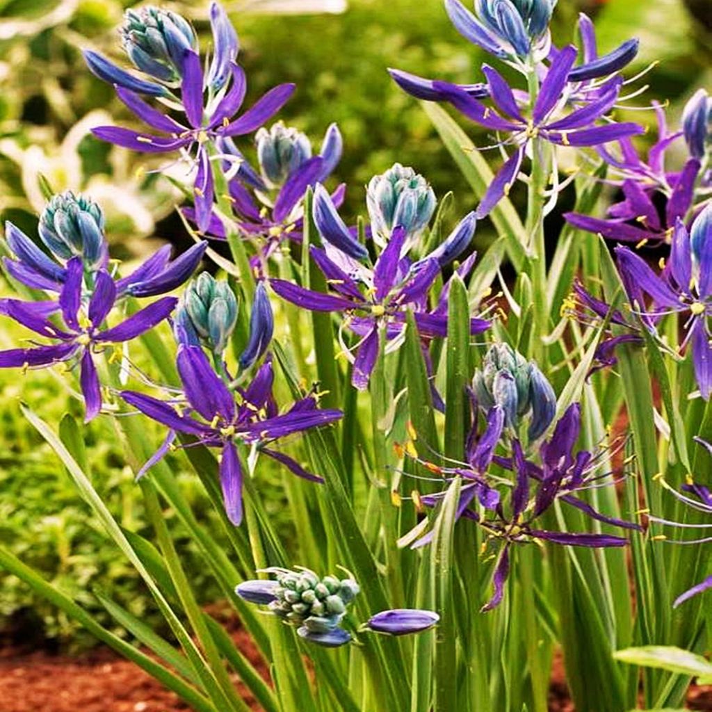 Camassia fleurs bulbes bulbes Kamasja Quamash 10 pc. Image du produit 