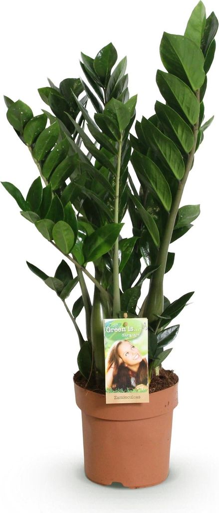 Zamioculcas ZZ-Pflanze 65-75cm 17cm pflegeleicht dunkelgrüne Zimmerpflanze Deko