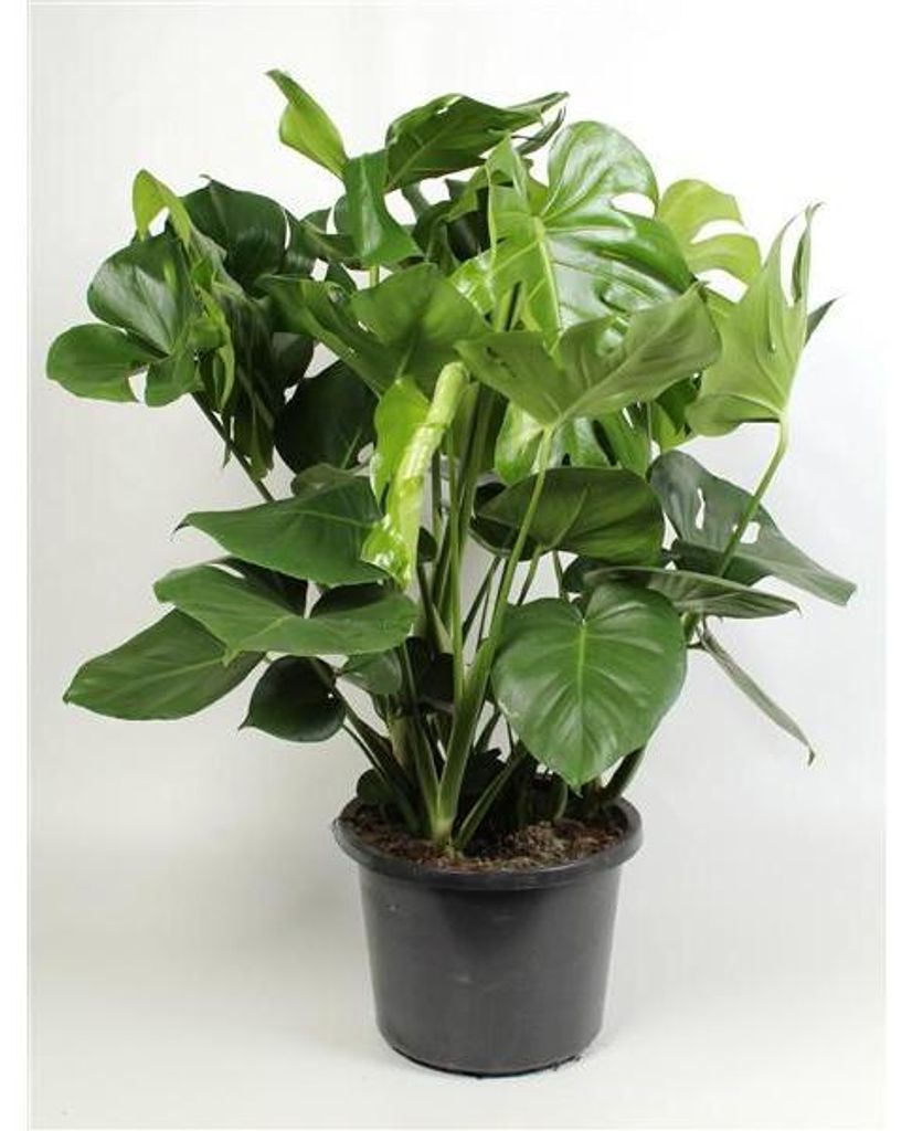 XXL Monstera delicosa 80-100 cm - Köstliche Fensterblatt - Produktbild 