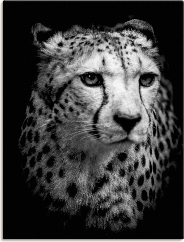 ARTland Leinwandbild Der Gepard Größe: 30x40 cm