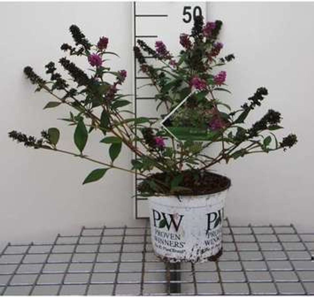 Buddleja dav. 'Blue Chip' - Schmetterlingsstrauch 30- 40 cm Container