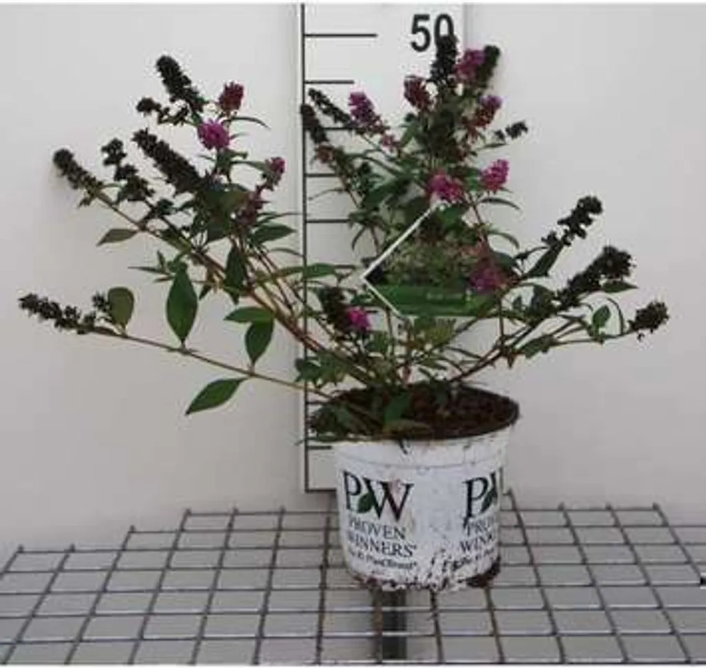 Arbuste à papillons pour terrasse : Buddleja Blue Chip 30-40 cm en bac