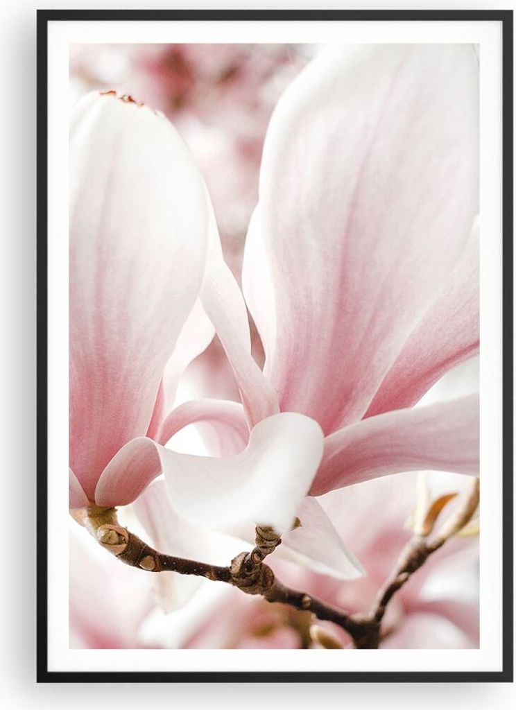 Gerahmtes Poster - Schwarzer Rahmen - Zweig Magnolie Blume - 70x100 cm - Wand Bild - Wanddeko - Wandbilder - Kunstposter - Wandposter - Bilderrahme...