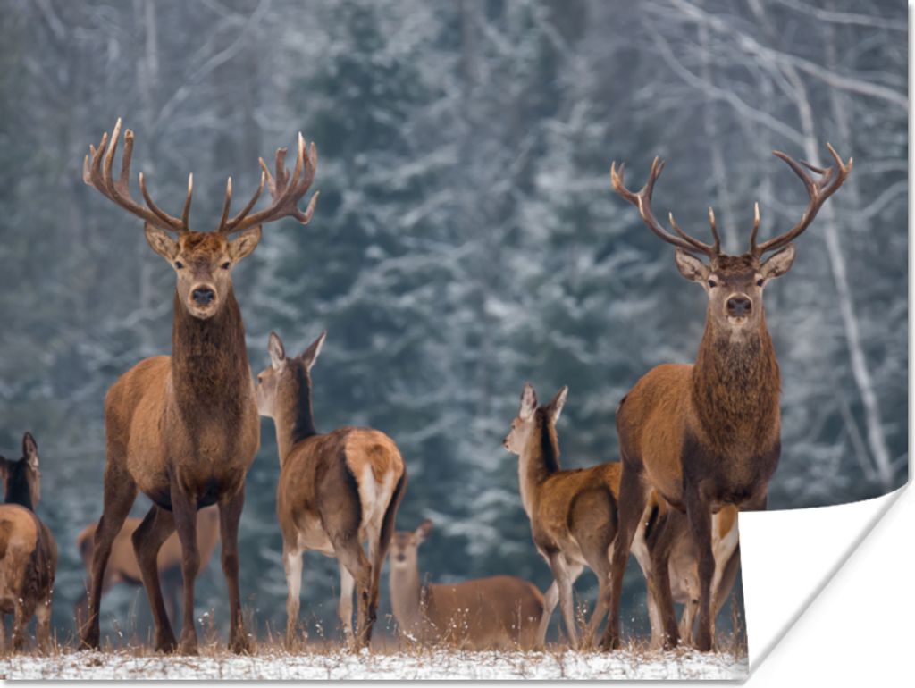 MuchoWow Poster Hirsche - Winter - Schnee - Waldtiere - Wald - Natur 160x120 cm - Foto Plakat