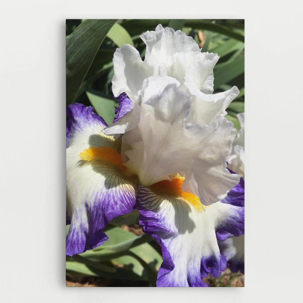 ARTHUB Leinwandbild 40x60 cm, Garden White Purple Irirs | Wohnzimmerdekoration, Hängende Bilder, Wanddekoration, Heimdekoration, Blumen, Iris
