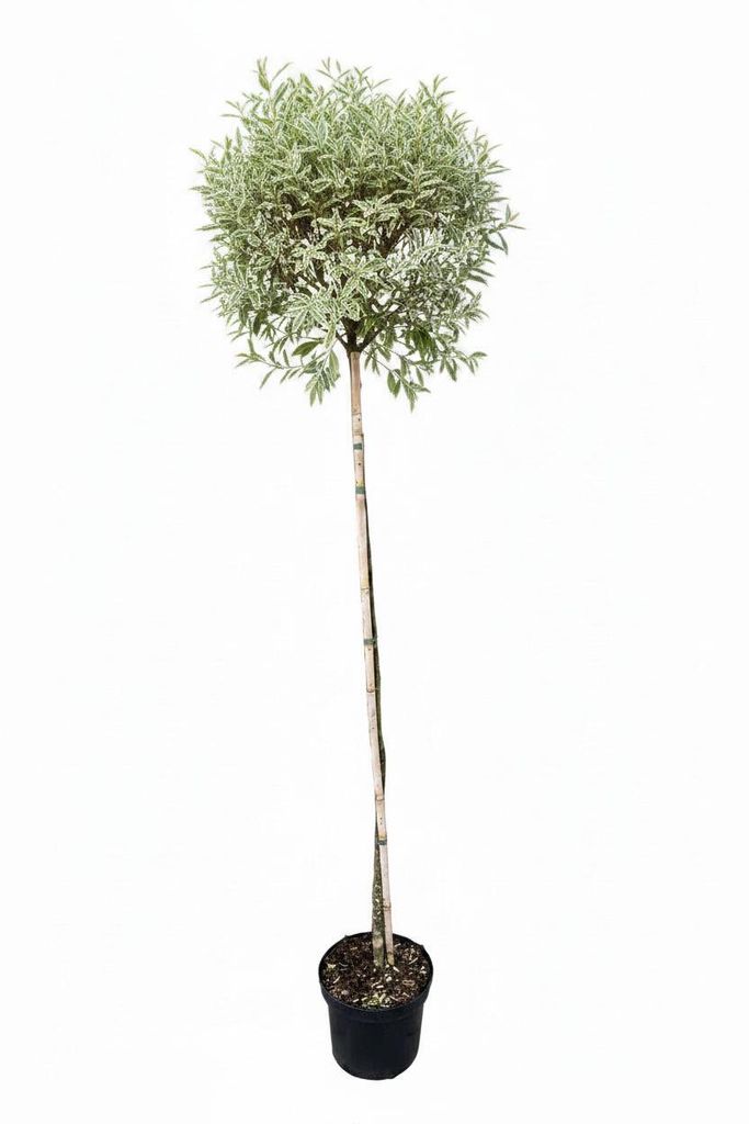 Liguster Stamm - weißgerandeten Blatt -  170-180 cm - Produktbild 