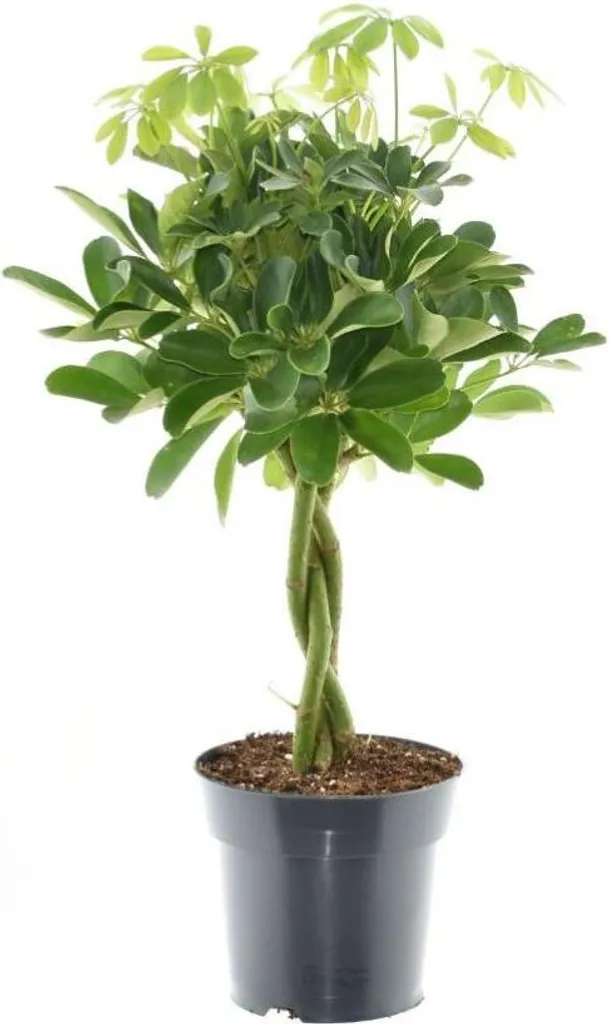 Schefflera Compacta Nora 60 cm : Plante verte d'intérieur touffue et robuste