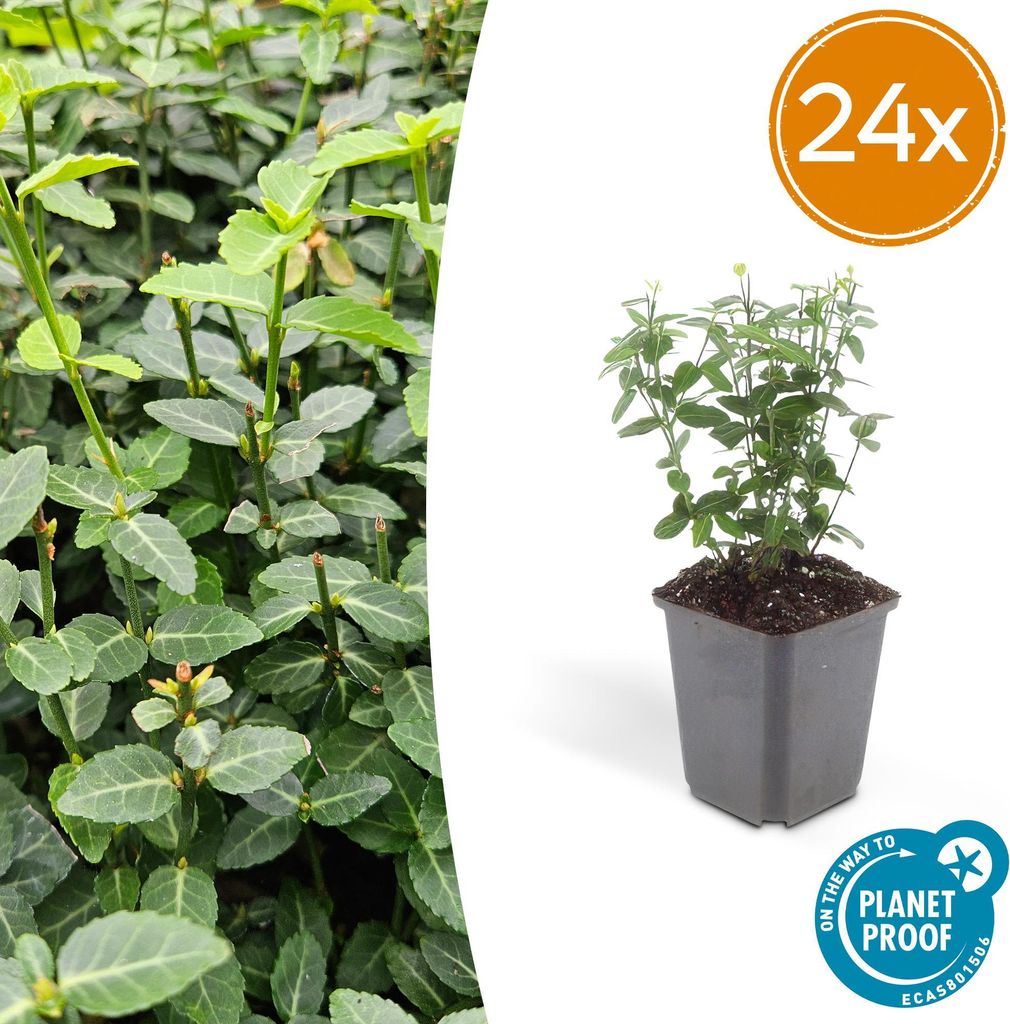 Euonymus fortunei radicans – Bodendecker – 24 Pflanzen – Ø9cm – 10–25cm – Immergrün & winterhart – Für Schatten & Fassadenbegr...