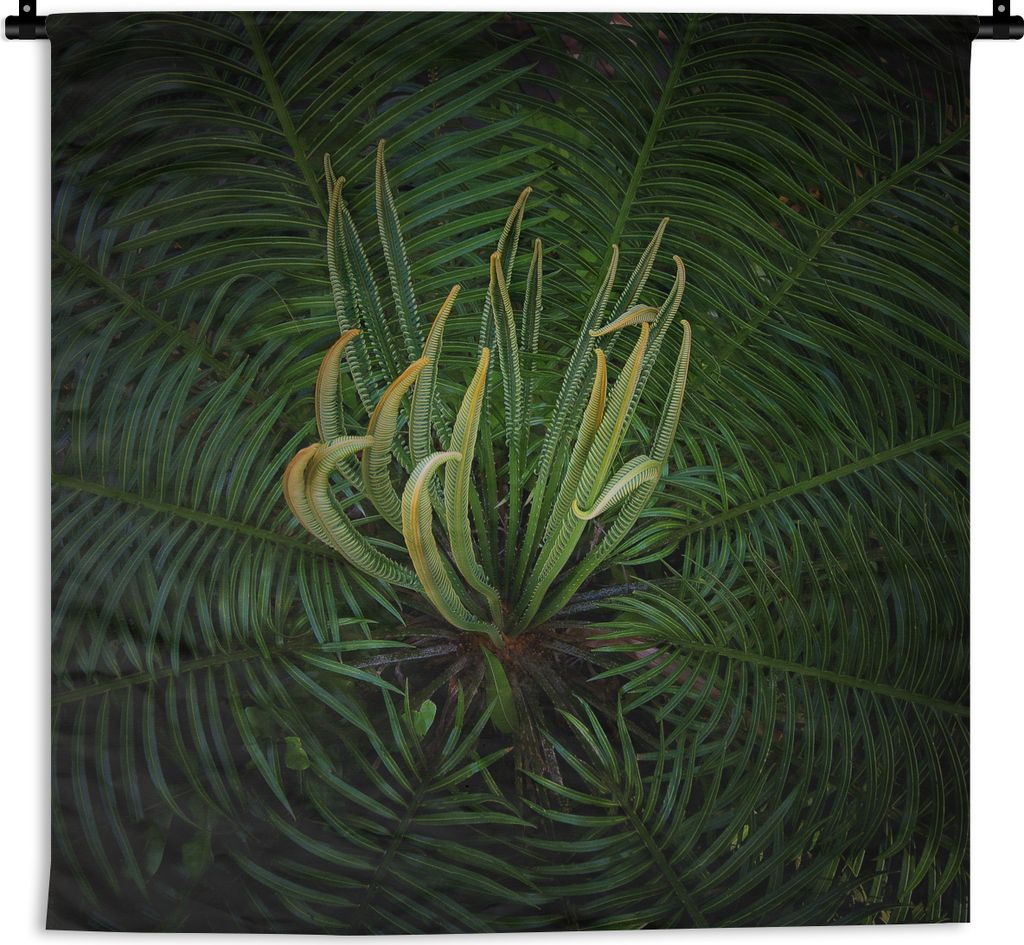MuchoWow Wandteppich Wandbehang Eine blühende Cycad-Pflanze auf schwarzem Hintergrund 150x150 cm Tapisserie Dekoration Wandtuch - Wohnaccessoire...