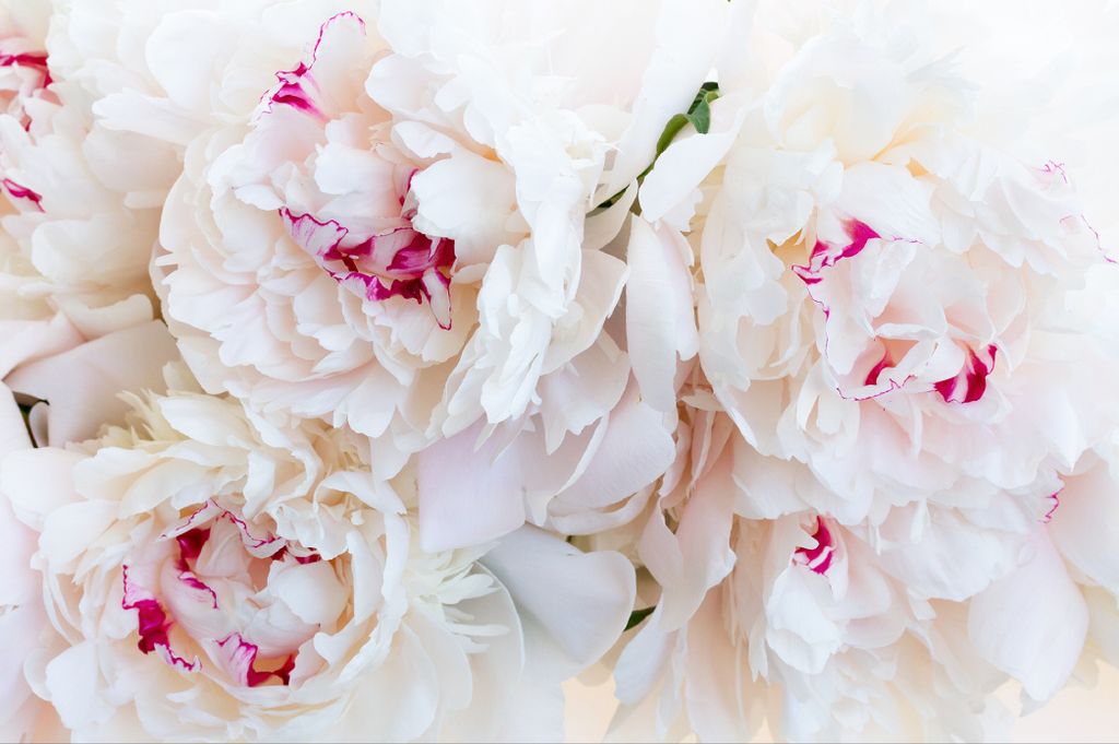 Muralo Fototapete Blumen 104 (B) x 70.5 (H) cm Vlies Tapete Wandtapeten Wohnzimmer Schlafzimmer moderne Wandbilder XXL Pflanzen Natur Wand Dekoration