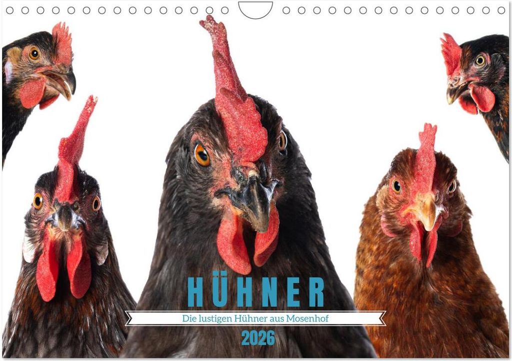Die lustigen Hühner aus Mosenhof (Wandkalender 2026 DIN A4 quer), CALVENDO Monatskalender