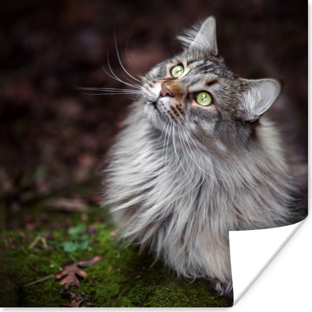 MuchoWow Poster Eine graue Maine Coon Katze 30x30 cm - Wandposter - Printing
