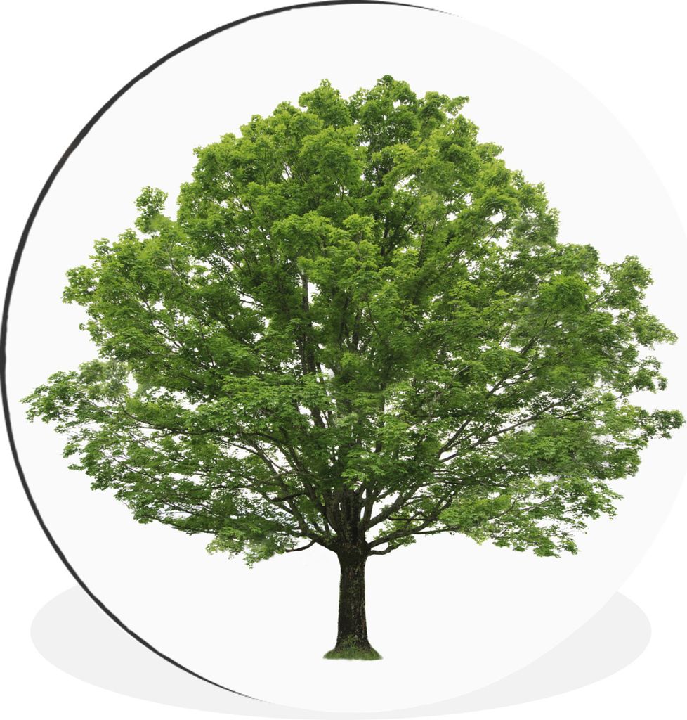 MuchoWow Aluminium Wandkreis Ahornbaum auf weißem Hintergrund Ø 90 cm Wanddeko Modern Wohnzimmer - Mauerkreis - Wandbilder - Runde Bild - Bild ...