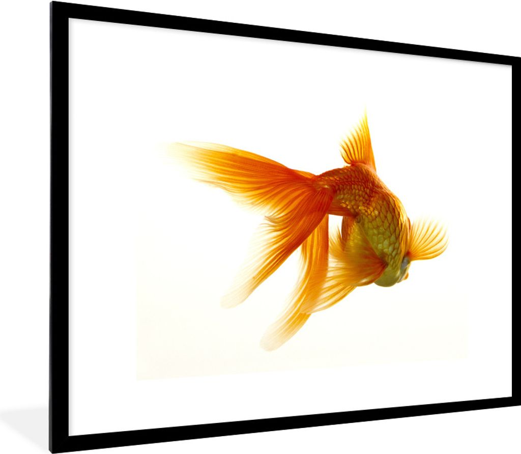 MuchoWow Gerahmtes Poster Goldfisch - Meerestiere - Weiß 80x60 cm - Poster mit Schwarzem Bilderrahmen Wandposter Rahmen Foto Bilder - Schlafzimm...
