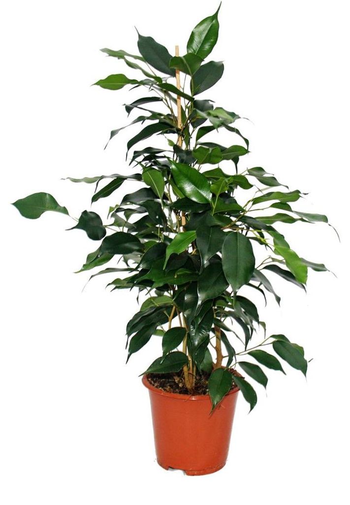 Ficus benjamini "Danielle", Birkenfeige 14cm Produktbild 