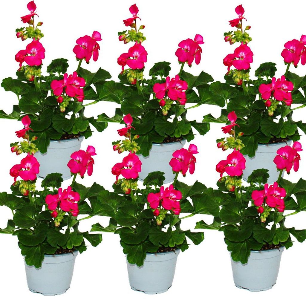 Geranien stehend - Pelargonium zonale - 12cm Topf - Set mit Produktbild 