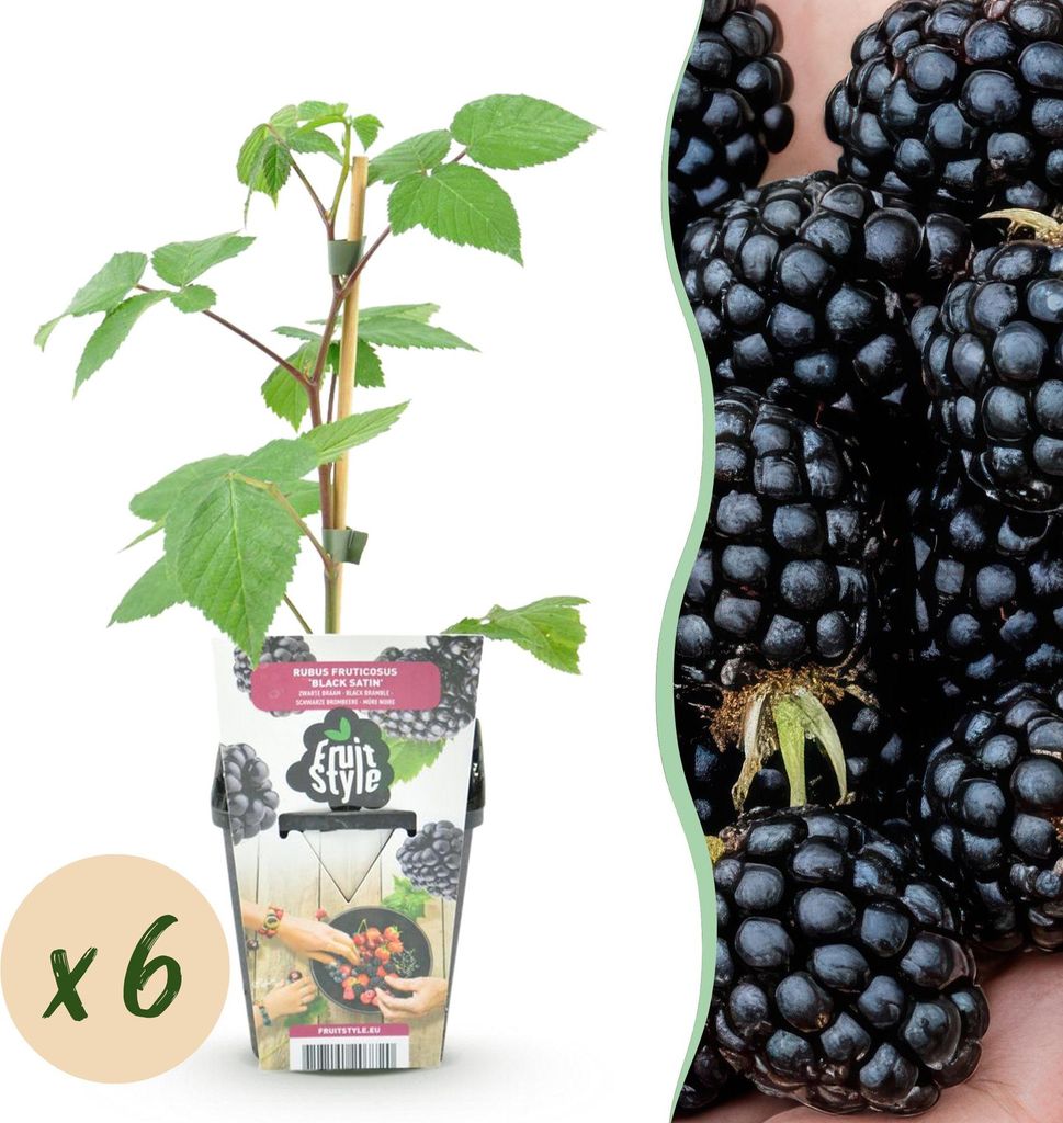 Brombeere Rubus fruticosus Black Satin winterhart 6 Pflanzen Ø9cm Höhe30cm – Saftige Brombeeren für Garten Beet Balkon & Terrasse