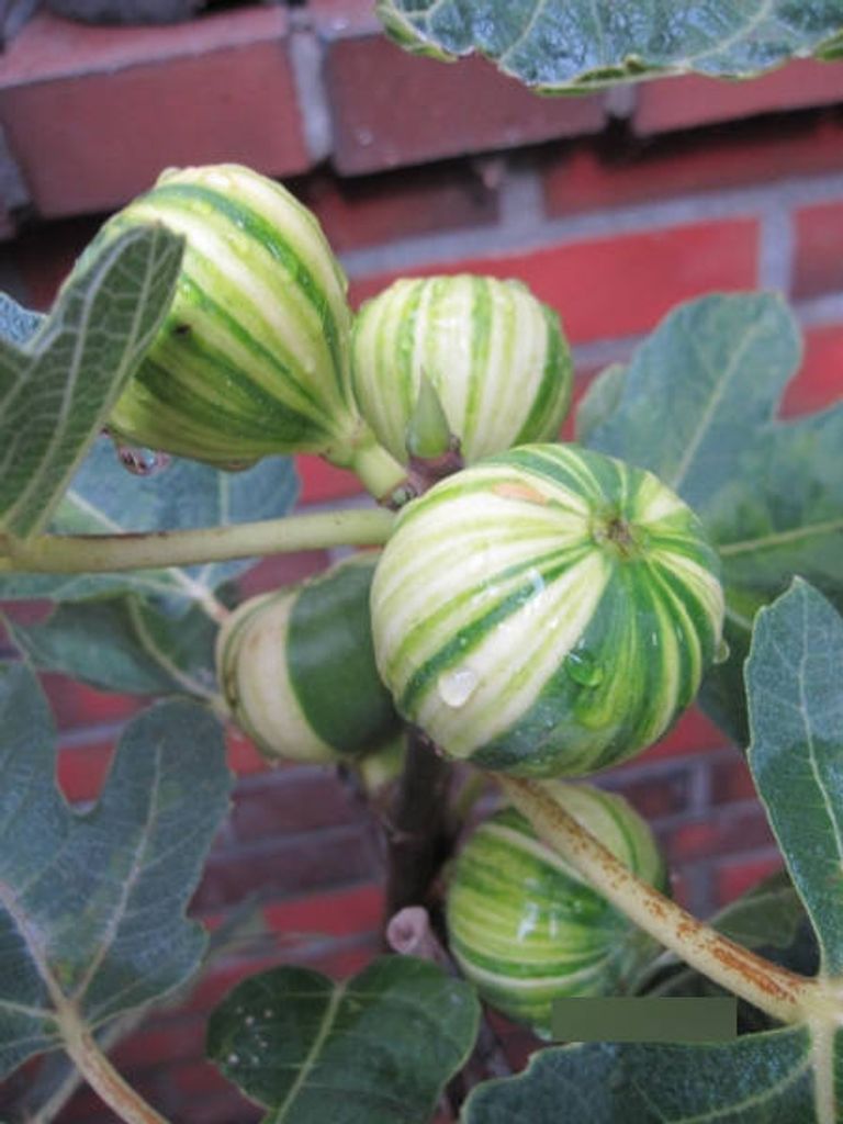 Fruchtfeige Panache - Ficus carica Panache