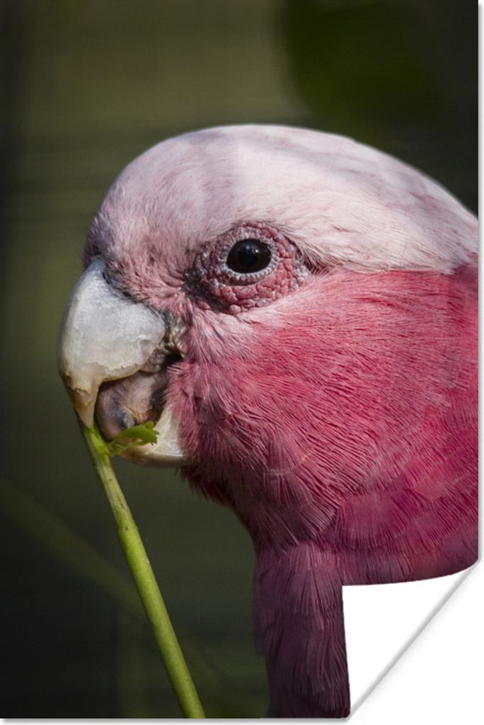 MuchoWow Poster Rosa Kakadu 20x30 cm - Papierdruck