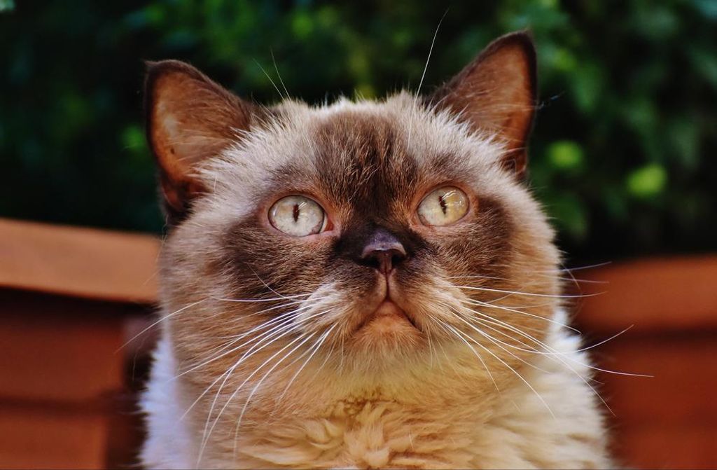 hansepuzzle 29595 - Katze Puzzle, 500 Teile, Tierwelt, 46,0 x 30,0cm mit hochwertiger Aufbewahrung, Kartonbox und wiederverschließbarem Beutel