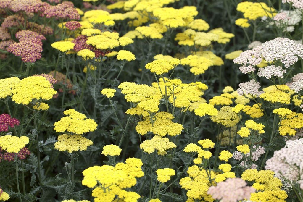 Achillea clypeolata 'Moonshine', Schafgarbe, leuchtend gelb, ca. 9x9 cm Topf