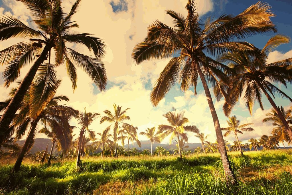 Vlies Fototapete PALMENPLANTAGE 375 x 250 cm (inkl. Kleister) - Vlies Tapete, Wandtapete, Wandbilder - Tapete für Wohnzimmer Schlafzimmer, Büro, ...