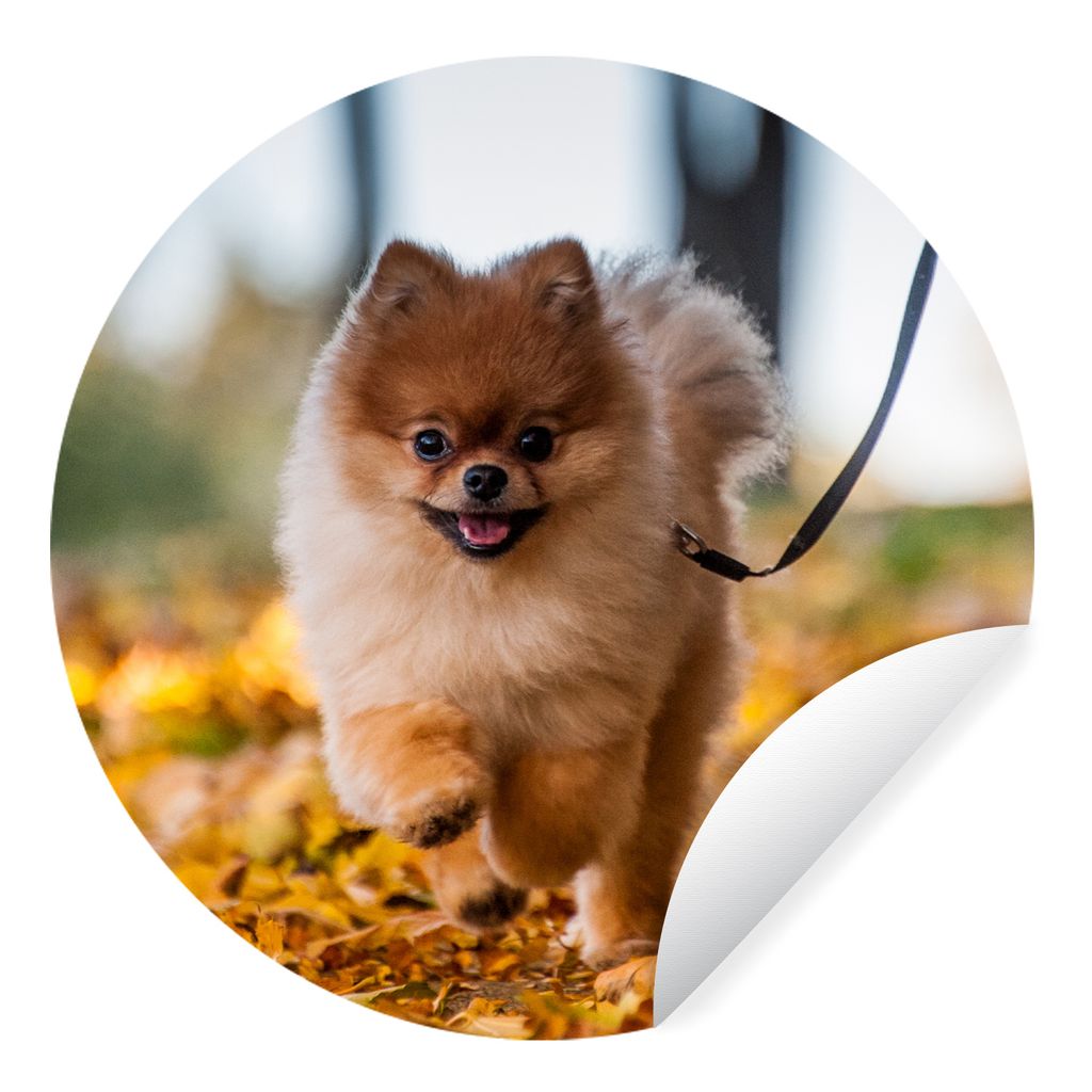 MuchoWow Runde Wandtattoo - Wandsticker Tapete Aufkleber Pomeranian im Laub Ø 100 cm Selbstklebend und Repositionierbar - Wandaufkleber - Kreis ...