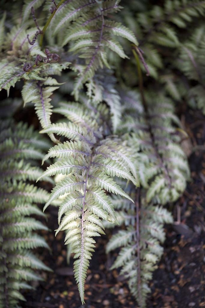 Athyrium niponicum 'Metallicum', Japanischer Produktbild 