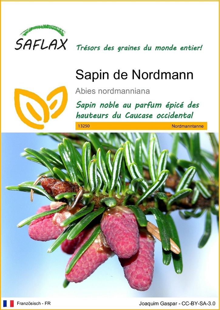 SAFLAX  - Sapin de Nordmann - 20 graines - Abies Image du produit 