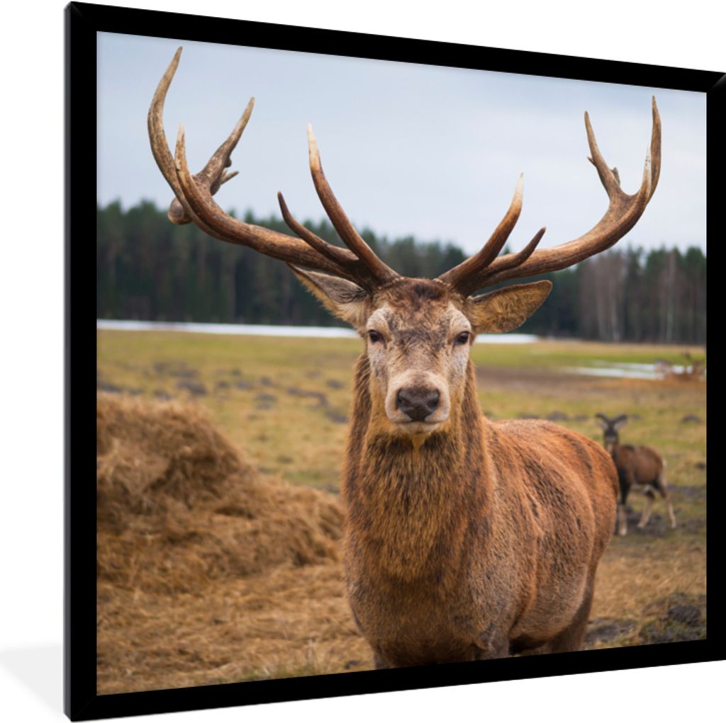 MuchoWow Gerahmtes Poster Rotwild - Natur - Wiese 40x40 cm - Poster mit Schwarzem Bilderrahmen Wandposter Rahmen Foto Bilder - Mit Rahmen - Wandd...