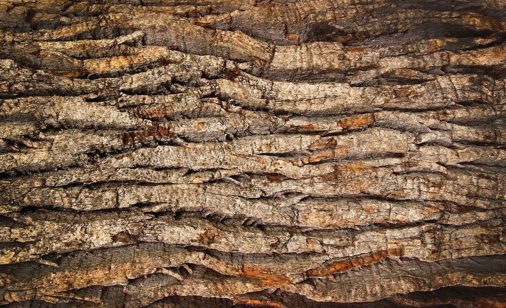 Fototapete Vlies 2007 VEXXXL Holzrinde 4-tlg. 416 x 254 cm